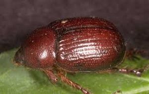 uploads/images/pest/carrot beetle.jpg